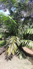 Oenocarpus bacaba