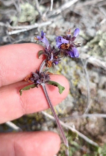 Munz's sage (Salvia munzii)