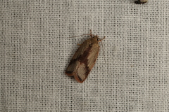Oecophorinae