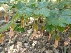 Ribes sericeum