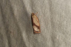 Oecophorinae