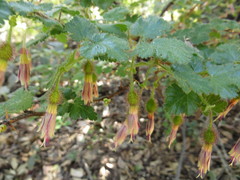 Ribes sericeum