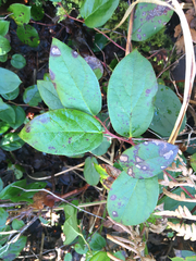 Valdensinia heterodoxa
