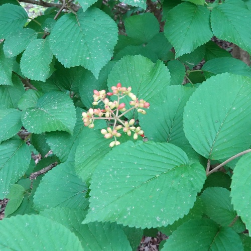 Japanese snowball (Viburnum plicatum)