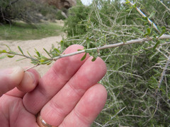 Lycium andersonii wrightii