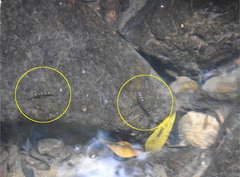 Liniparhomaloptera disparis