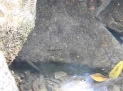 Liniparhomaloptera disparis