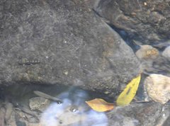 Liniparhomaloptera disparis