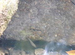 Liniparhomaloptera disparis