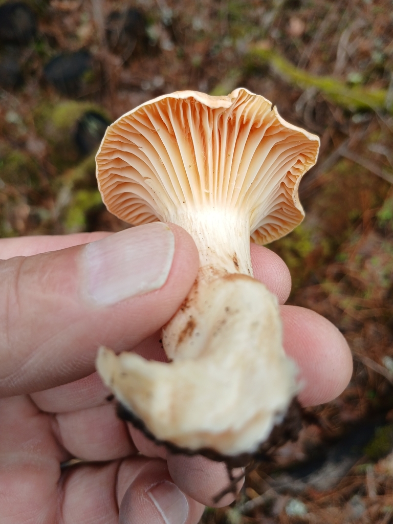 Cuphophyllus pratensis · March 2026 · photo: © lance30586 (iNaturalist, cc-by)