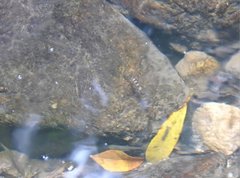 Liniparhomaloptera disparis