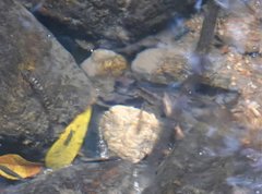 Liniparhomaloptera disparis