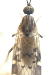 Sylvicola alternatus