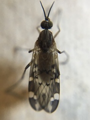 Sylvicola alternatus