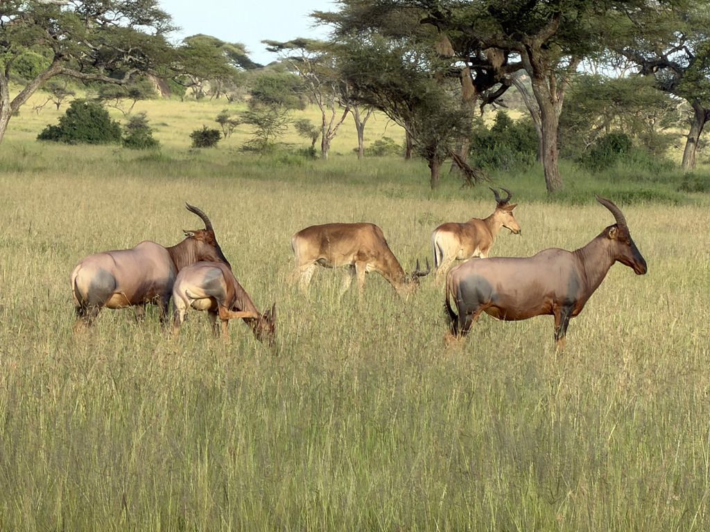 Damaliscus lunatus jimela, Serengeti, Tanzania, by yoavr