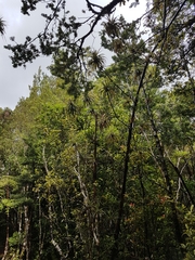 Dracophyllum elegantissimum