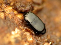 Platylomalus aequalis