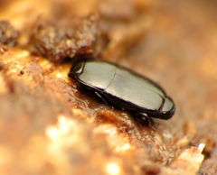 Platylomalus aequalis
