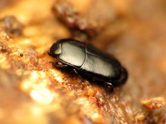 Platylomalus aequalis