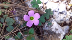 Oxalis violacea