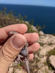 Phyllodactylus xanti