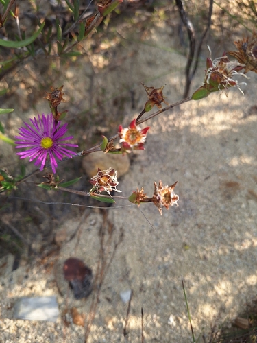 Common Spoonfig (Erepsia anceps)