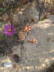 Erepsia anceps, photograph (c) Adele SL, some rights reserved (CC BY)