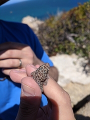 Phyllodactylus xanti