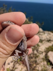 Phyllodactylus xanti