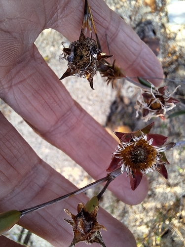 Erepsia anceps, photograph 5