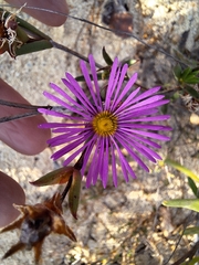 Erepsia anceps, photograph (c) Adele SL, some rights reserved (CC BY)