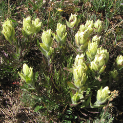 Castilleja occidentalis