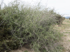 Lycium andersonii wrightii