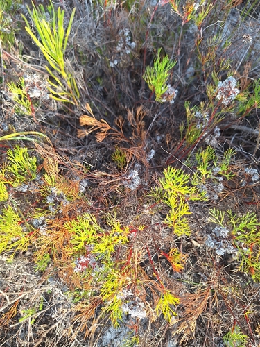 Redstem Spiderhead (Serruria rubricaulis)