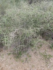 Lycium andersonii wrightii