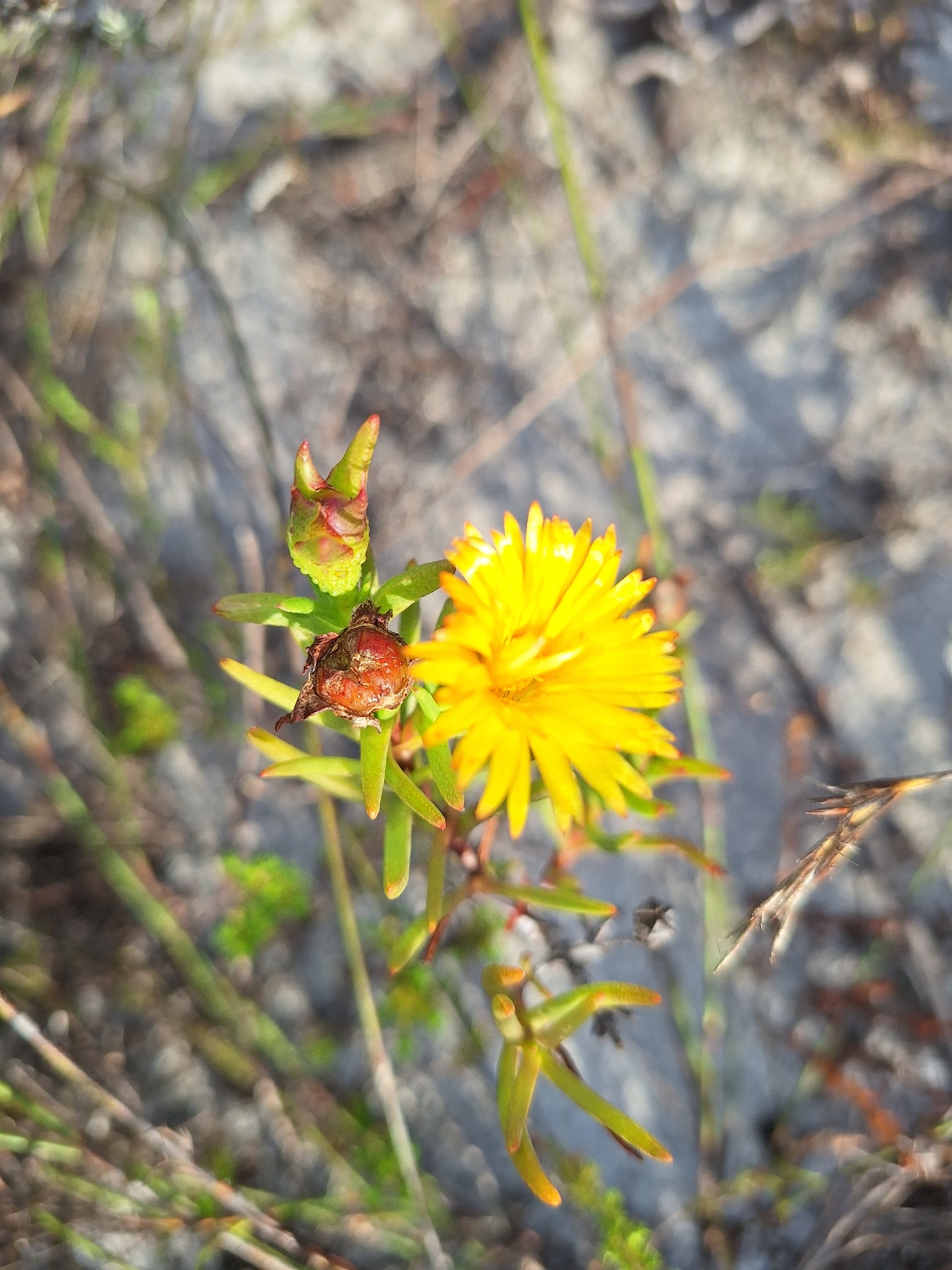 Twocolour Brightfig (Lampranthus bicolor)