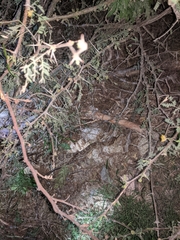 Crotalus ruber lucasensis