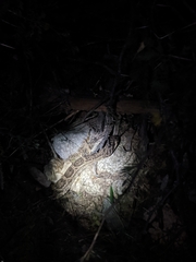 Crotalus ruber lucasensis