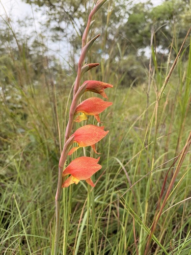 Dragon's-head Lily