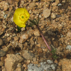 Ranunculus adoneus