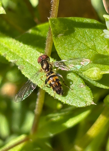 Unknown species found near Ozora Rd, Loganville, GA, US