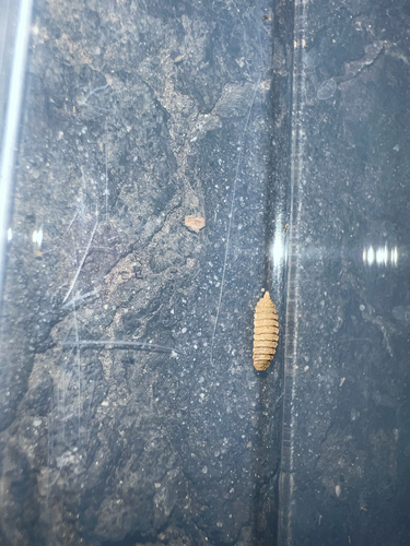 Unknown species found near Marcliff Rd, Rockville, MD, US
