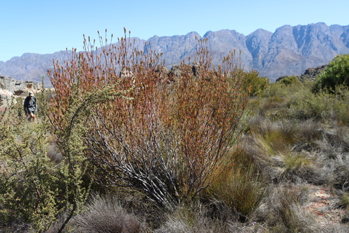 Visgat Conebush (Leucadendron diemontianum)