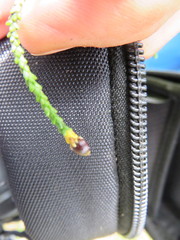 Lepidothamnus intermedius