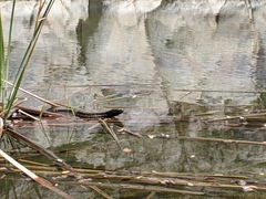 Thamnophis validus celaeno