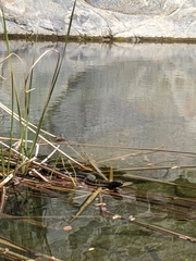 Thamnophis validus celaeno