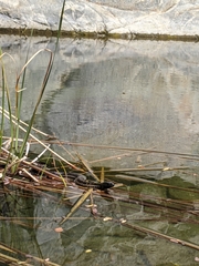 Thamnophis validus celaeno