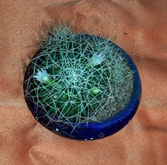 Mammillaria decipiens