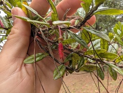 Agapetes hosseana, photograph Zac Peterson, CC BY, iNaturalist via GBIF