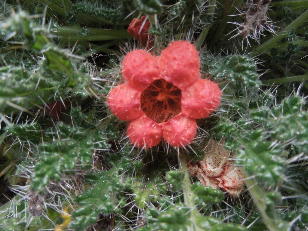 Caiophora rosulata